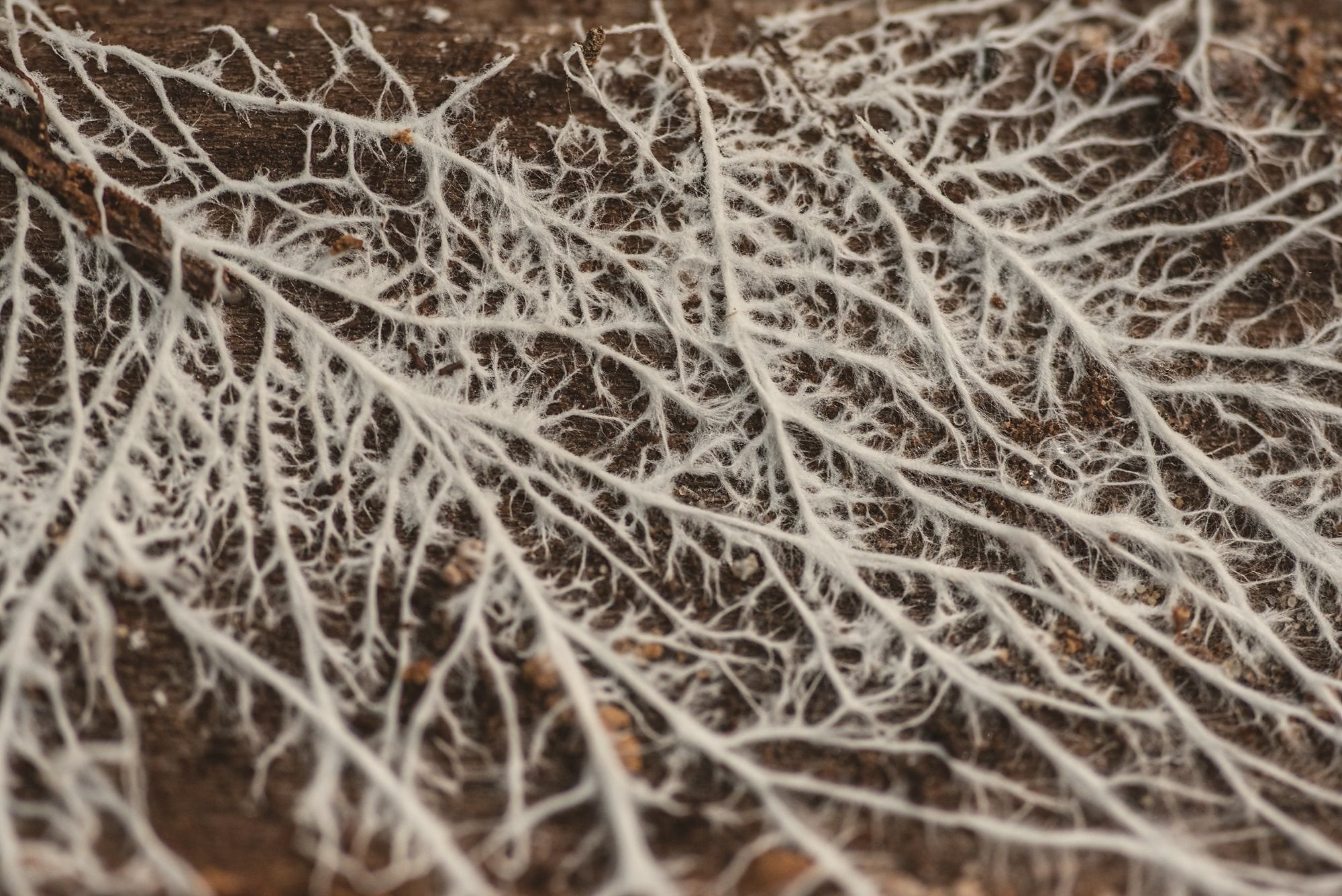 Close-up of mycelium threads spreading across deadwood