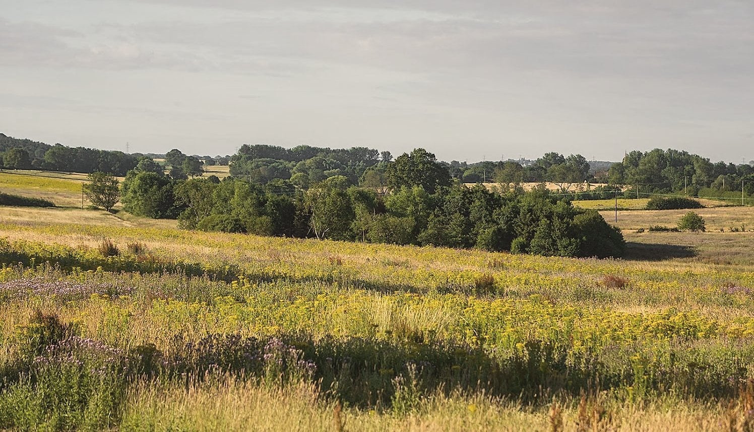 Boothby Wildland: restored grassland and scrub in summer, with woodland behind